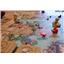 Philosophia - Dare to be Wise Boardgame by Cogito Ergo Meeple Kickstarter NEW
