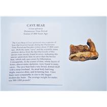 CAVE BEAR Tooth Fossil Pleistocene Extinct Cavebear #13710 4o