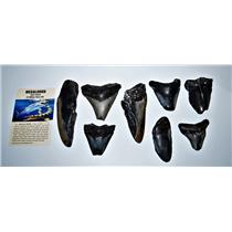 MEGALODON TEETH  Lot of 8 Fossils w/ 8 Info Cards Huge SHARK #14224 17o