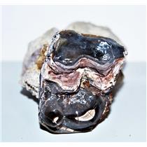 Titanothere Brontothere Large Tooth Fossil 50 Million Years Old #14259 33o