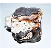 Titanothere Brontothere Large Tooth Fossil 50 Million Years Old #14260 11o