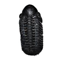 Reedops TRILOBITE Fossil Morocco 390 Million Years old #13334 16o