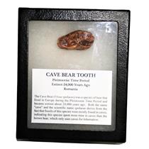 CAVE BEAR Tooth Fossil Extinct Pleistocene - w/ Display Box MDB #14883 12o