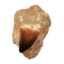 MOSASAUR Dinosaur Tooth Fossil in Matrix 2.118 in #15002 12o