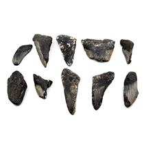 MEGALODON TEETH Lot of 10 Fossils w/10 info cards SHARK #15678 44o