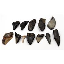 MEGALODON TEETH Lot of 12 Fossils w/12 info cards SHARK #15715 22o