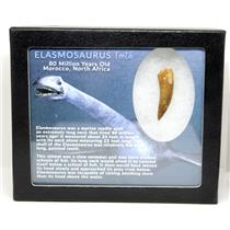 Elasmosaur Dinosaur Tooth 1.598 inches MDB w/COA 80 MYO #16058 13o