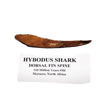 HYBODUS Shark Dorsal Fin Spine Real Fossil 3 3/4 inch 3o E193