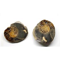 Eutrephoceras Nautilus Fossil Late Cretaceous Montana 20o #16272