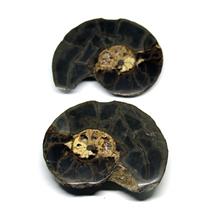 Ammonite Hoploscaphites Split Polished Fossil Montana 100 MYO w/label #16291 23o