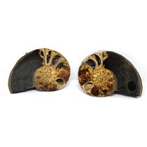 Ammonite Hoploscaphites Split Polished Fossil Montana 100 MYO w/label #16293 17o