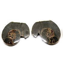 Ammonite Hoploscaphites Split Polished Fossil Montana 100 MYO w/label #16294 30o
