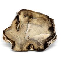 Petrified Wood from Washington USA Fossil #16419 21o
