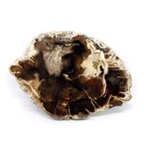 Petrified Wood from Washington USA Fossil #16421 16o