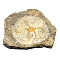 Brittle Star Fossil 450 Million Years Old Morocco #16621 33o
