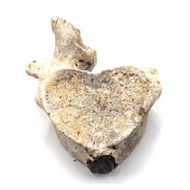 Metaxytherium Vertebra Genuine Fossil #16770 30o