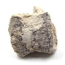 Titanothere Brontothere Vertebra Fossil 50 Million Year Old # 16794 19o