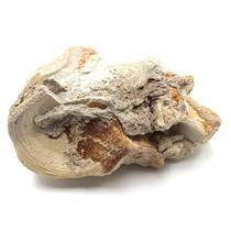 Titanothere Brontothere Vertebra Fossil 50 Million Year Old # 16797 61o
