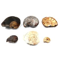 Ammonite, Nautilus & Goniatite Fossil Lot (6 pieces) -17051