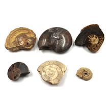 Ammonite, Nautilus & Goniatite Fossil Lot 17055
