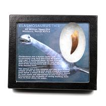 Elasmosaur Dinosaur Tooth 1.760 inches MDB w/COA 80 MYO #17328 13o