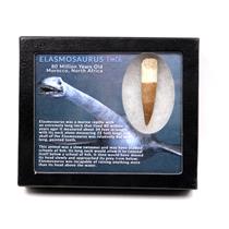 Elasmosaur Dinosaur Tooth 2.379 inches MDB w/COA 80 MYO #17335 13o