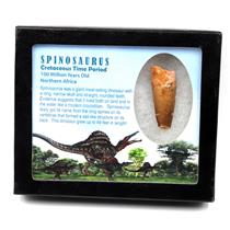 Spinosaurus Dinosaur Tooth Fossil 1.973 inch w/ Info Card 17887