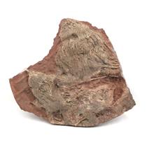 Crinoid Fossil Scyphocrinites Elegans Morocco 420 Million Years Old #18158