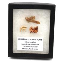 Lungfish Ceratodus Tooth Plate Fossil Lot of 3 LDB 110 MYO #18165