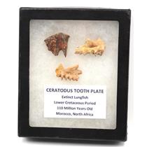 Lungfish Ceratodus Tooth Plate Fossil Lot of 3 LDB 110 MYO #18167