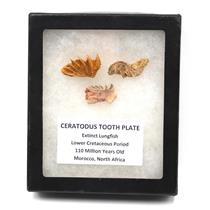 Lungfish Ceratodus Tooth Plate Fossil Lot of 3 LDB 110 MYO #18168