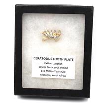Ceratodus Fish Tooth Plate Fossil Lungfish in Display Box #18169