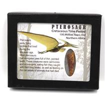 Pterosaur Dinosaur Tooth Fossil 1.022 inch 100 MYO w/ Display Box SDB #18170