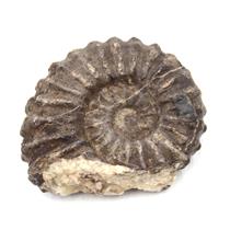 Ammonite Prolyelliceras Fossil Peru 110 Million Years Old #18187