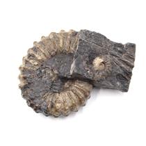 Ammonite Prolyelliceras Fossil Peru 110 Million Years Old #18190