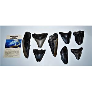 MEGALODON TEETH  Lot of 8 Fossils w/ 8 Info Cards Huge SHARK #14224 17o