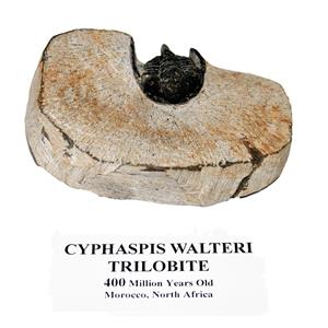 Cyphaspis Walteri TRILOBITE Fossil Morocco 400 Mil Years Old #14922 16o