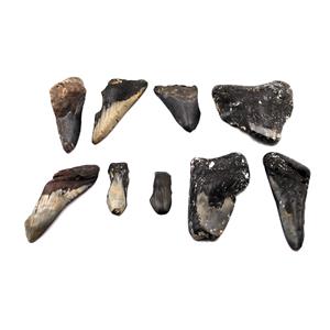 MEGALODON TEETH Lot of 9 Fossils w/9 info cards SHARK #15679 36o