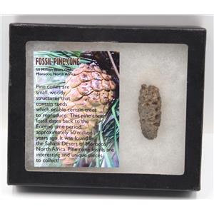 Pine Cone Fossil w/ Display Box LDB 50 Million Yrs Old COA #15855 13o
