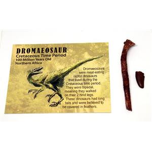 Dromaeosaur Dinosaur Tooth Fossil  100 MYO w/color card Lot of 2 E237