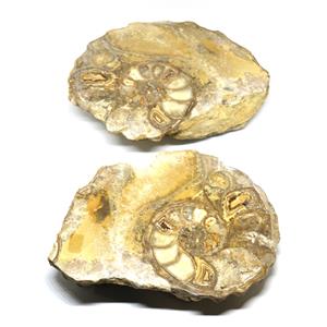 Ammonite Acanthoceras Split Polished Fossil Texas 96 MYO w/label  #16219 46o