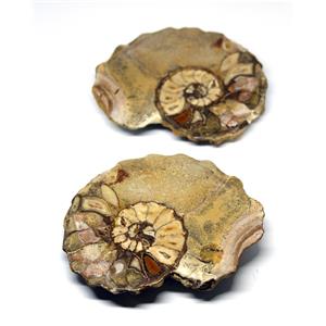 Ammonite Acanthoceras Split Polished Fossil Texas 96 MYO w/label  #16244 26o