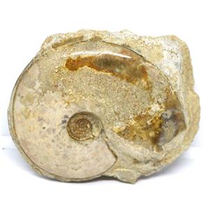Ammonite Fossil Jurassic Great Britain #16632