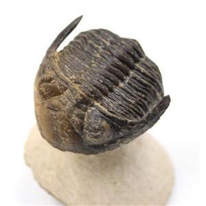 Hollardops TRILOBITE Fossil Morocco 16810