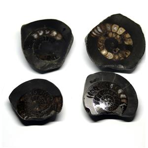 Dactylioceras Ammonite Fossil (Lot of 4) Jurassic England 16969