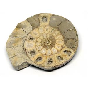 Limestone Ammonite Fossil Great Britain 16990