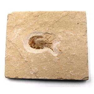 Carpopenaeus Fossil Shrimp Prawn 17241