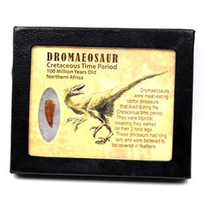 Dromeosaur Raptor Dinosaur Tooth Fossil .857 inch w/ Display Box SDB #17280 11o