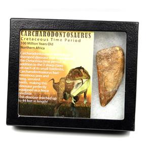 Carcharodontosaurus Dinosaur Tooth 2.924" Fossil African T-Rex 17316 Great Gift!