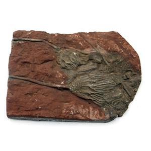 CRINOID Fossil Scyphocrinites Elegans Morocco 420 Million Years Old #17497